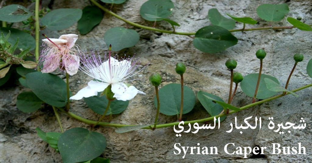 شجيرة الكبار السوري