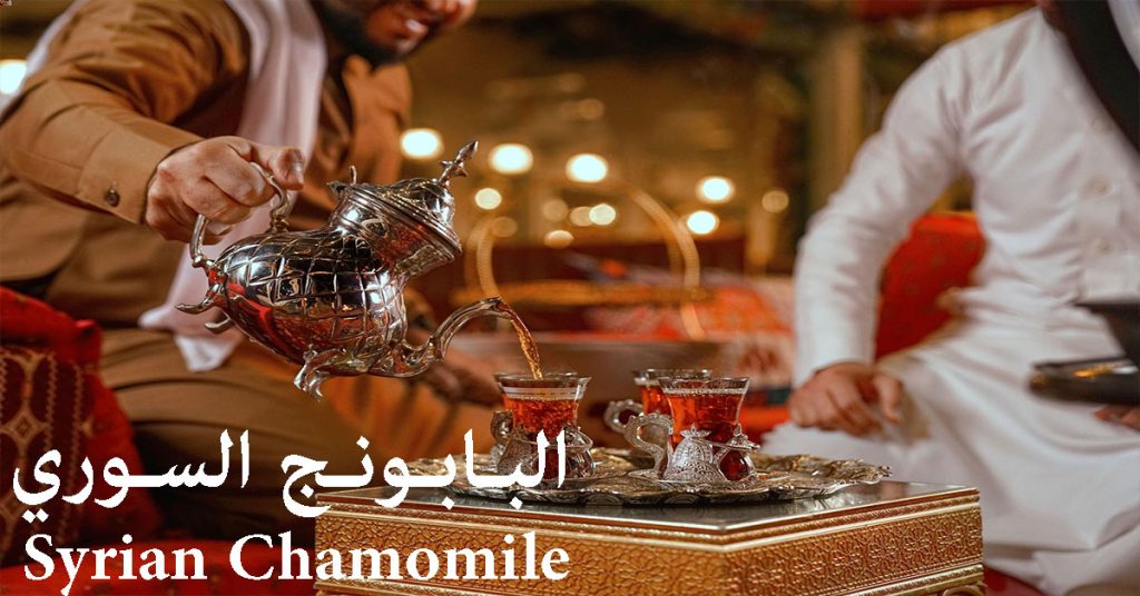 البابونج السوري